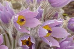 Koniklec velkokvětý