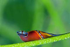 Obrazem: Prohlédněte na fotografiích krásu podvodního života