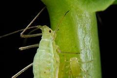 mšice Acyrthosiphon pisum