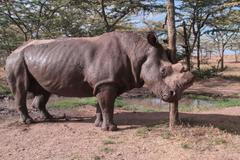 Čeští nosorožci v Africe