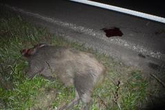 Zásahy hasičů - divočák