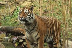 Zoo Brno - Tygřice Satu