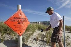 Foto: Líhnutí želv na pobřeží Jižní Karolíny v USA