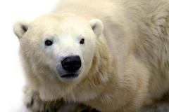 Zoo Praha - lední medvěd