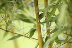 Japonská zahrada 11