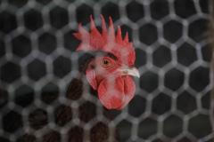 Obrazem: Kohoutí zápasy na Cubě