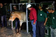 Převaláci v Mongolsku