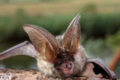 Příroda Křivoklátska