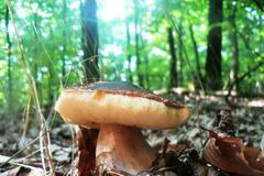 Fotosoutěž: Houby 2002 (srpen) xxx Bohumil Loskot xxx !!!Nepoužívat v článcích!!!