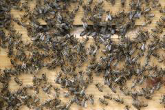 Obrazem: Jak se ve Vídni se snaží zachraňovat včely