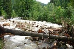 Zanesené koryto Bílého Labe