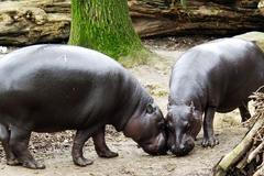 Hrošík Liberijský