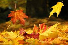 Foto: Krásy podzimu