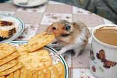 Křeček se sušenkou v puse