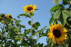 Dokumentujeme.cz - Pozdní léto