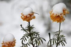 Foto: Sníh ve světě