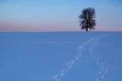 Nejlepší snímky Reuters na pomoc dětem - série Zvířata, příroda, panorama