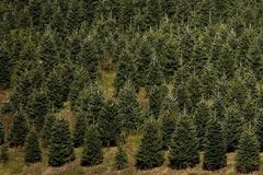 Foto: “Stromkománie“ začíná. Lesníci už mají před Vánoci pohotovost.