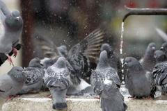 Holubům jsou náboženské a nacionální spory ukradené