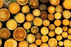 Kulatina, kácení stromů, těžba dřeva - ilustrační foto