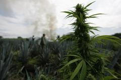 Foto: Jak se v Mexiku likviduje 40 hektarové pole marihuany