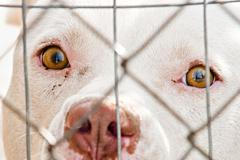 Pitbull - Ilustrační foto