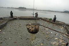 výlov rybníka na Třeboňsku