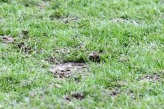 Wroclaw: Trávník na novém stadionu