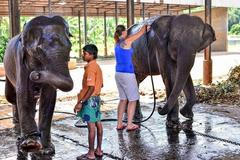 Slonice Tamara a Janita (vpravo) na snímku ze Srí Lanky