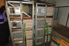 SZPI zavřela velkoobchod, skladoval vejce bez doložení původu