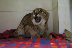 zraněné mládě rysa