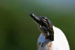 Krokodýl nilský - vylíhnutí