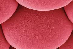 Foto: Fascinující svět hmyzích očí