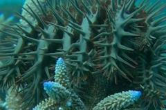 Velký bariérový útes likvidují bodlinaté hvězdice