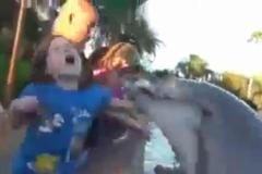 Delfín pokousal holčičku