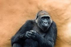 Gorila Kamba čeká mládě