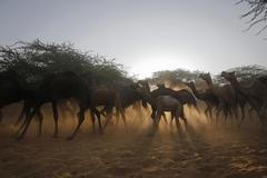 Foto: Jak vypadá v Indii velký trh s velbloudy