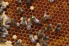 Obrazem: Jak se ve Vídni se snaží zachraňovat včely