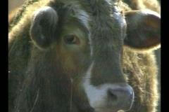 Nemoc šílených krav