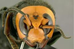 Sršeň mandarínská, Vespa mandarinia