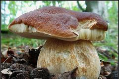 houba hřib smrkový