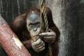 Orangutan sumaterský