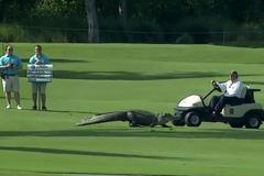 Mezi nejlepší golfisty světa se vetřel vypasený aligátor