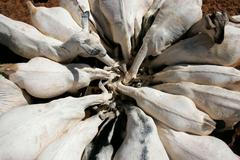 Nejkrásnější snímky Reuters 2. - 8. 2. 09