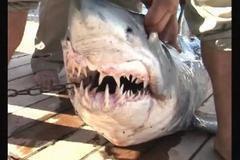 Egypt pořádá hon na lidožravé žraloky