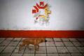 A dog walks past the Olympic snowflake logo on the wall of the Kosevo stadium, the venue of the opening ceremony for the 1984 Winter Olympics in Sarajevo