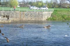 Los v Budějovicích