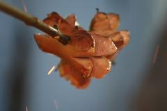 120 let českého špekáčku