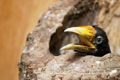 Mláďata dvojzoborožce bylo nutné přemístit, rodiče se k nim vrátili