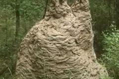 Obří vosí hnízdo